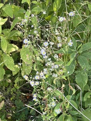 Symphyotrichum oolentangiense