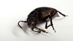Prionus coriarius