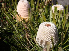 Banksia victoriae