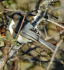 Microspingus melanoleucus