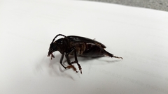 Prionus coriarius