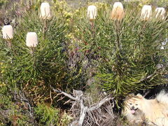 Banksia victoriae