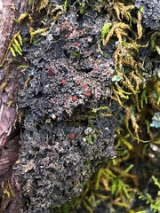 Fuscopannaria praetermissa