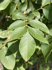 Fraxinus albicans