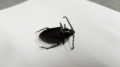 Prionus coriarius