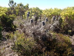 Banksia victoriae