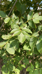 Fraxinus albicans