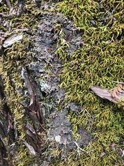 Fuscopannaria praetermissa