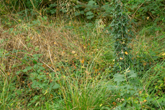 Deschampsia cespitosa