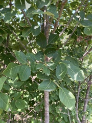 Fraxinus albicans