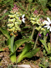 Lachenalia pallida