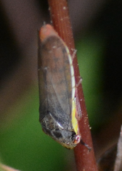 Homalodisca insolita