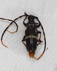 Trachyderes succinctus