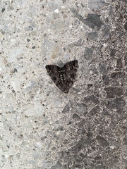 Catocala lacrymosa