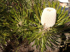 Banksia victoriae