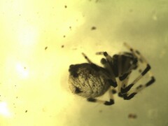 Neottiura suaveolens