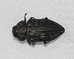 Chrysobothris tranquebarica
