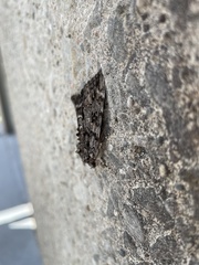 Catocala lacrymosa