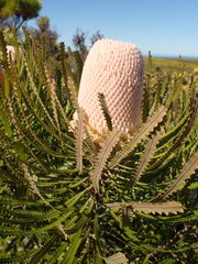 Banksia victoriae