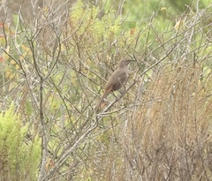 Toxostoma redivivum