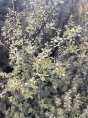 Leptospermum scoparium