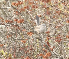 Polioptila californica