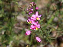 Ixia scillaris
