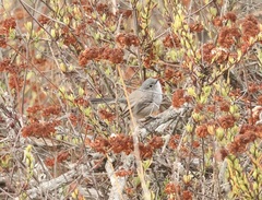 Polioptila californica
