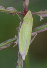 Draeculacephala balli