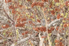 Polioptila californica