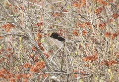 Polioptila californica
