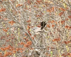 Polioptila californica