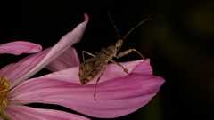 Acholla multispinosa