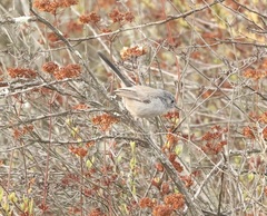 Polioptila californica