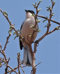 Microspingus melanoleucus