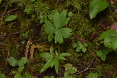 Ranunculus uncinatus