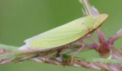 Draeculacephala balli