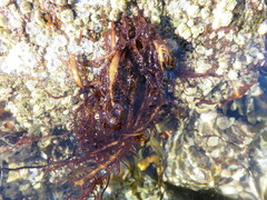 Cumagloia andersonii