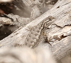 Sceloporus occidentalis longipes