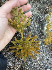 Austrolycopodium fastigiatum