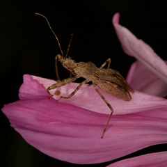 Acholla multispinosa