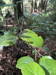 Cameraria gaultheriella