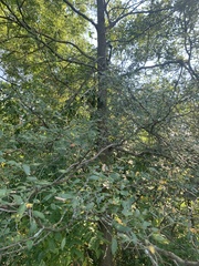 Crataegus crus-galli