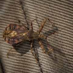 Acholla multispinosa