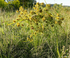 Cyperus
