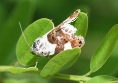 Acontia lucida