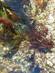 Cumagloia andersonii