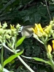 Celastrina
