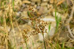 Juncus acutiflorus