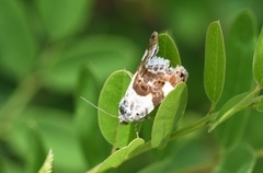 Acontia lucida